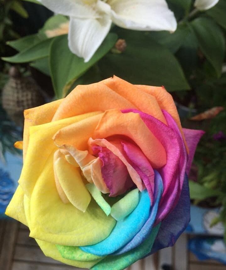 En ros i pridefärger.