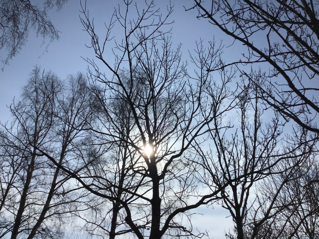 Blå himmel,träd och sol