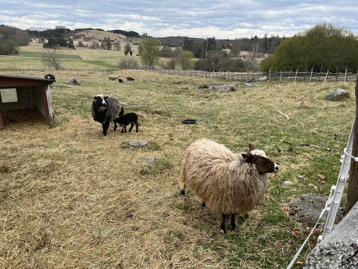 Lammen i Akalla by
