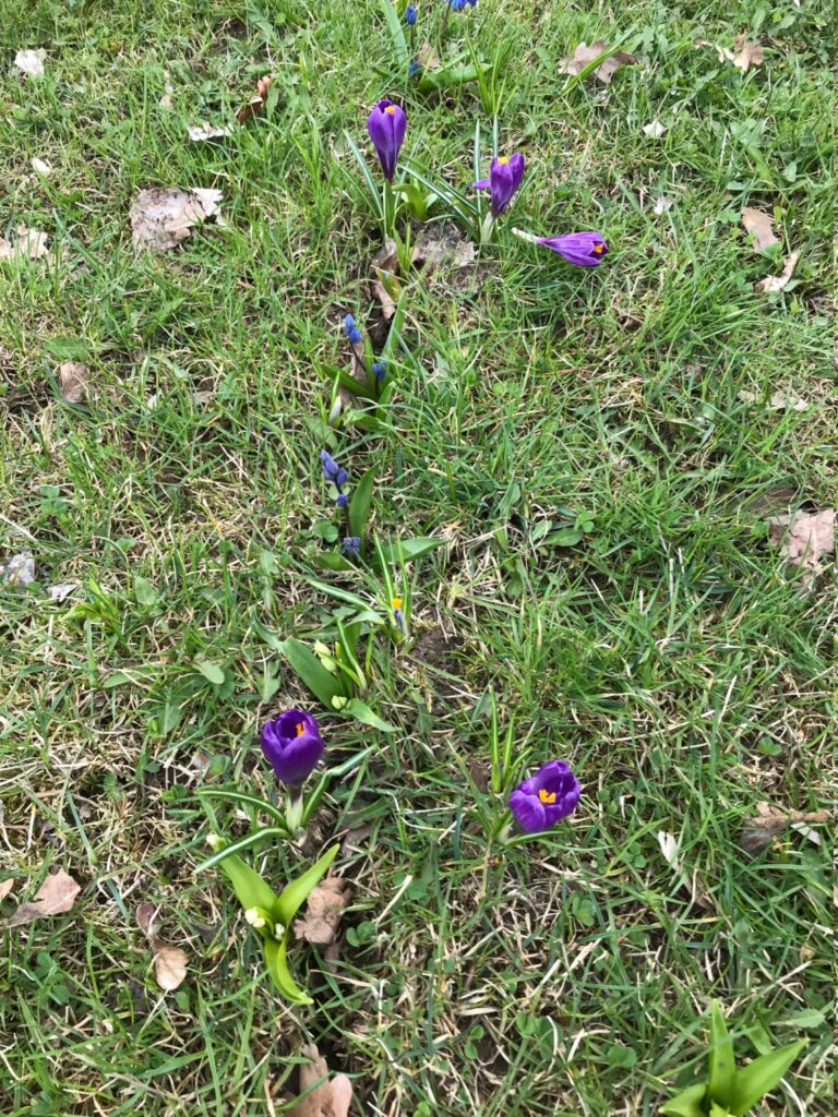 Blommor som sticker upp en gräsmatta med löv.