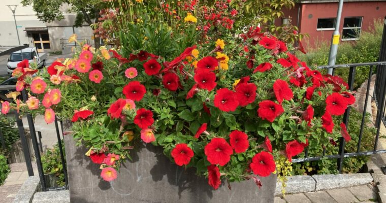 Vackra röda blommor i Tensta.