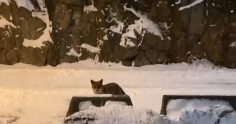 En räv tittar in i kameran, vinter i byn.