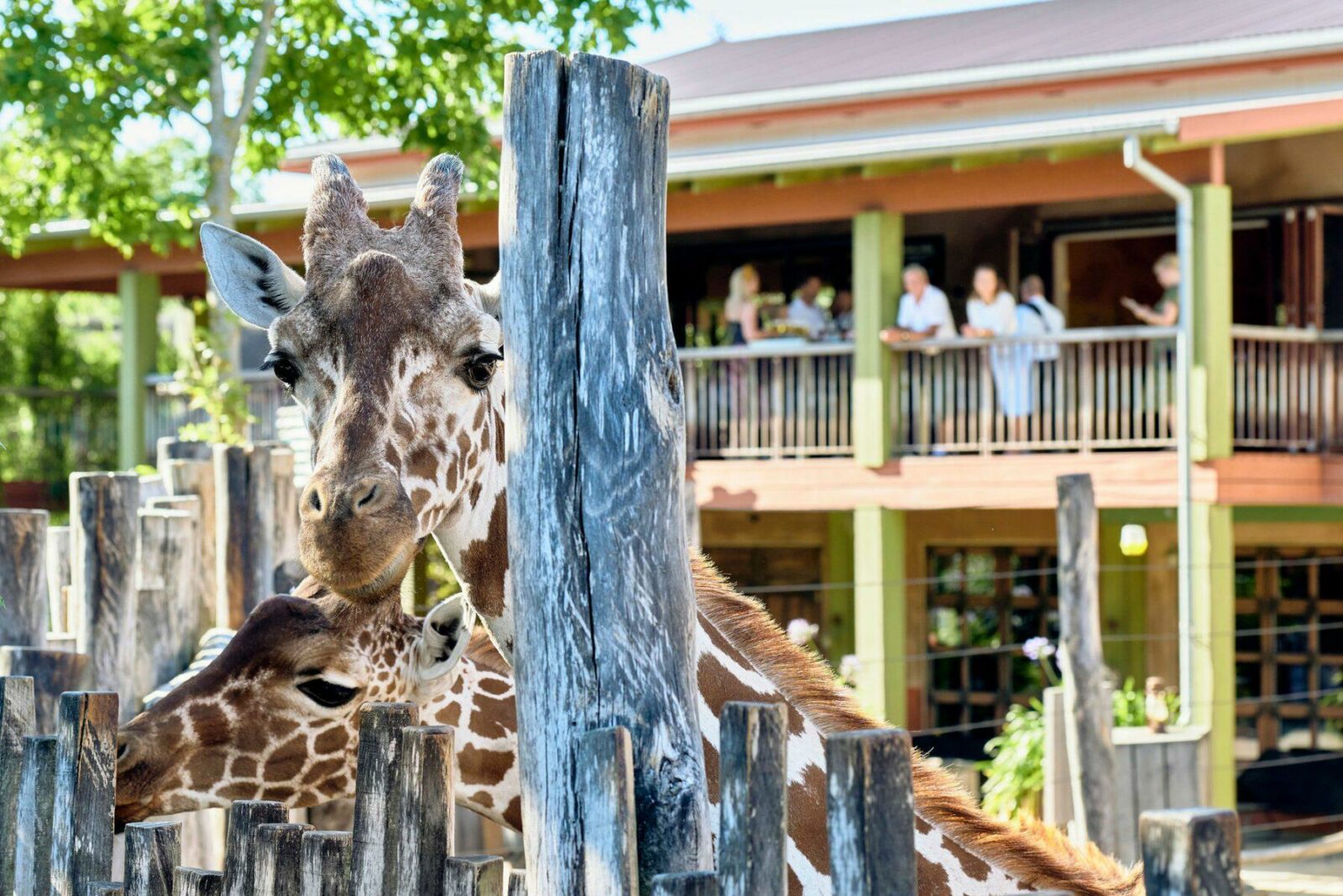 Familiedag til Odense Zoo