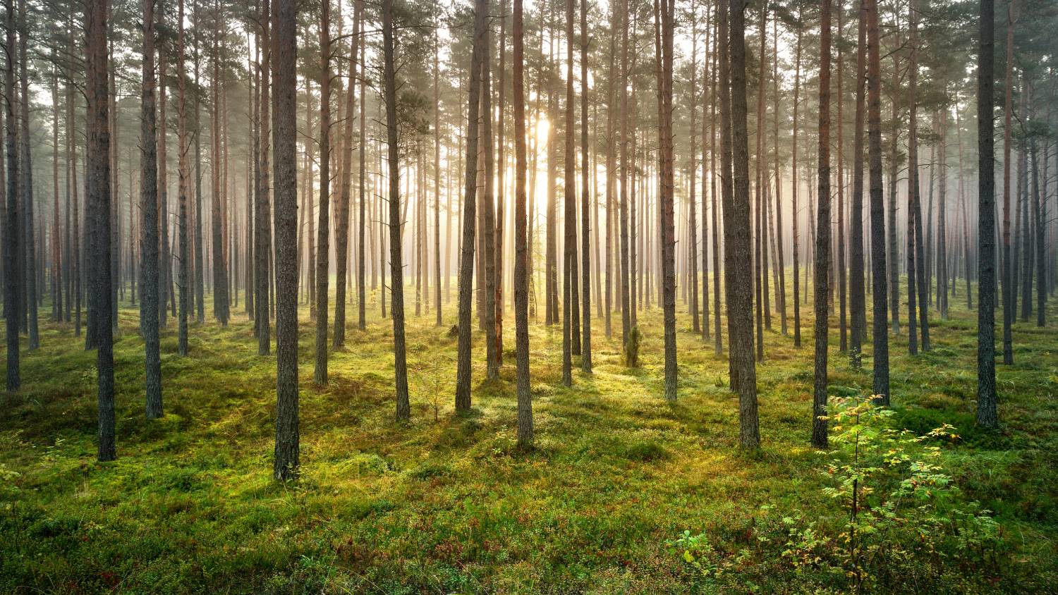 strong-beautiful-fog-and-sunbeams-in-the-forest-SBI-300738498 (1)