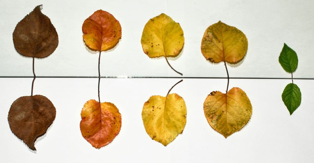 yellow and brown leaves on white ceramic tiles by Tolga Ulkan