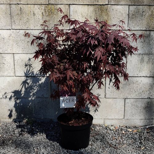 Acer palmatum | Bloodgood