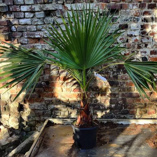 Palmbomen | Washigntonia robusta