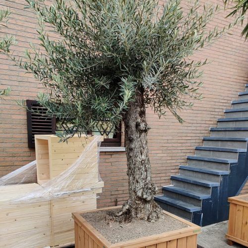 bak-hout-olijfboom