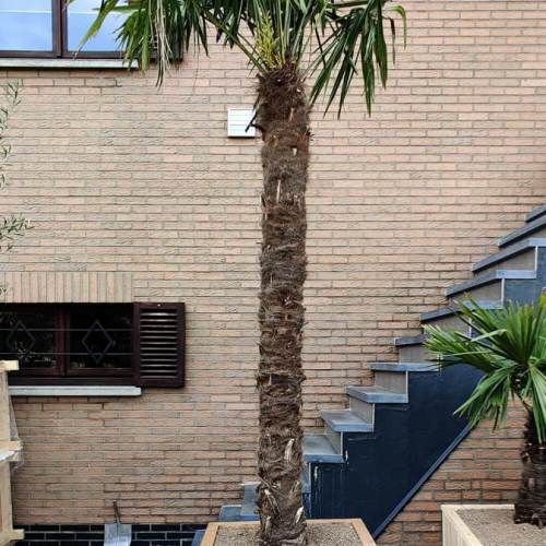 bak-hout-palmboom-groot