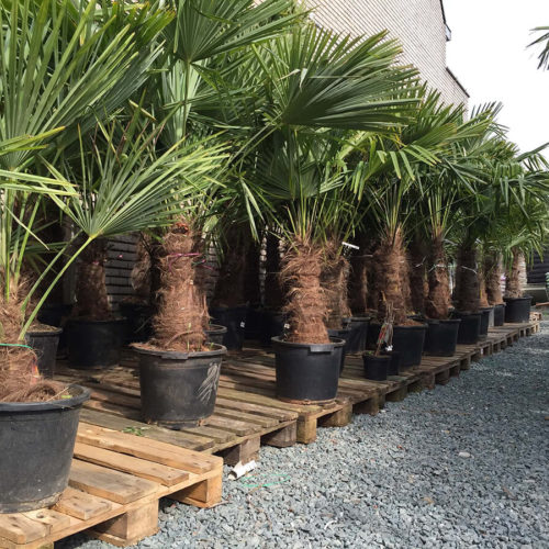 Aannames, aannames. Raad eens waterval Logisch Trachycarpus fortunei | Oasis Garden by Suenaert: palmbomen