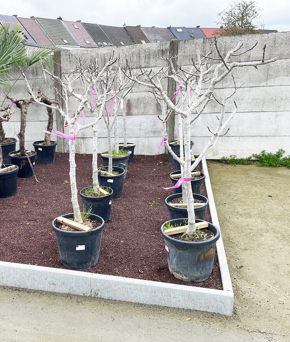 Vijgenboom 170 cm Oasis Garden by Suenaert