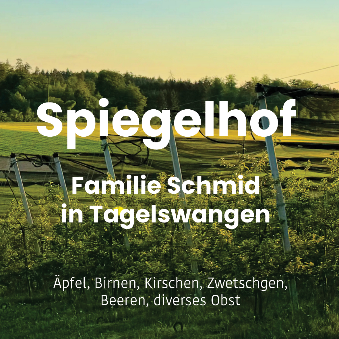 Spiegelhof_Logo