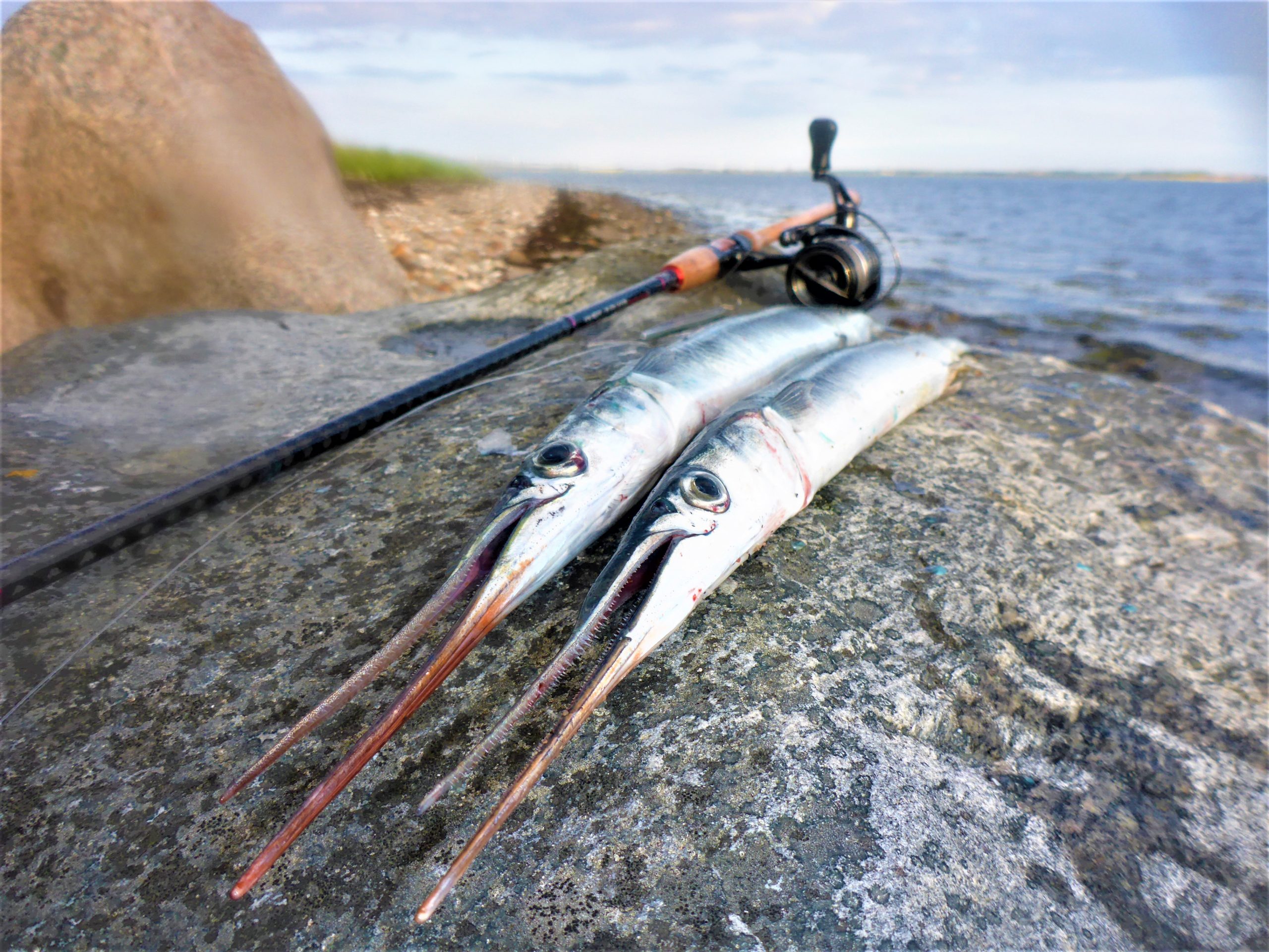 Fang hornfisk i Odense Fjord. Sådan gør man...