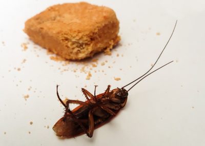 Kakkerlak-4