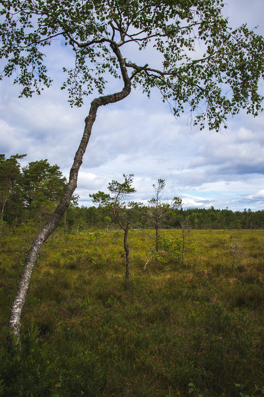 mymark i vattgruvsmossens naturreservat