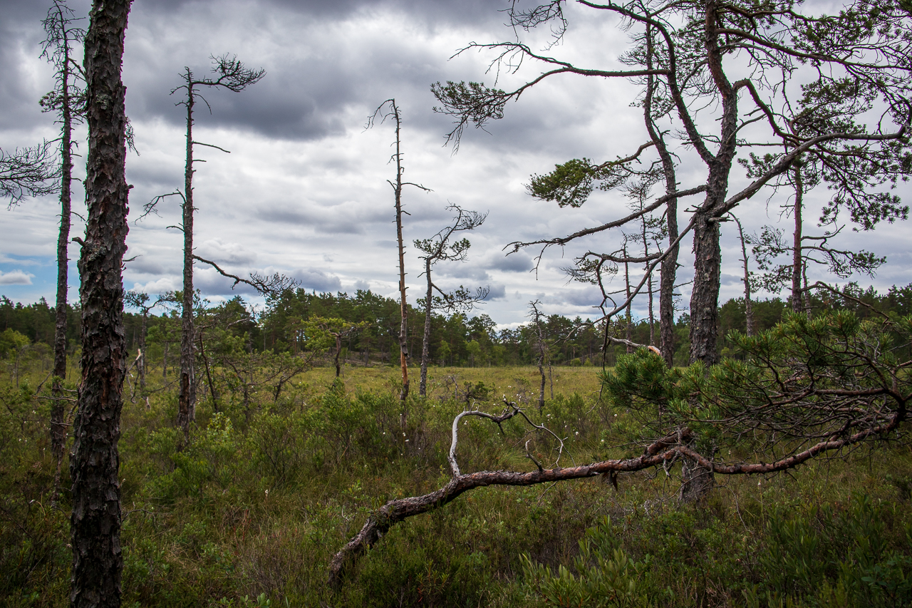 myr i vattgruvsmossens naturreservat
