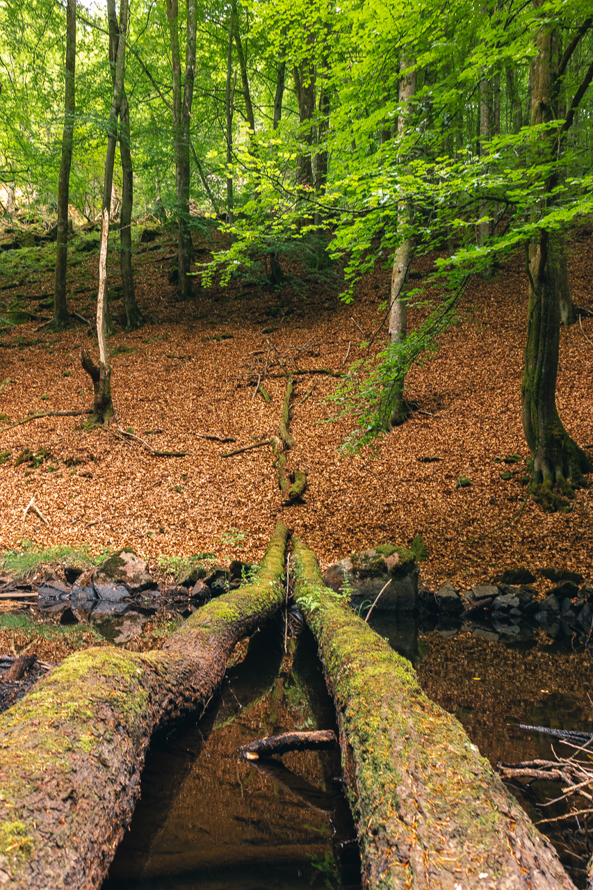 stockar i Söderåsens nationalpark