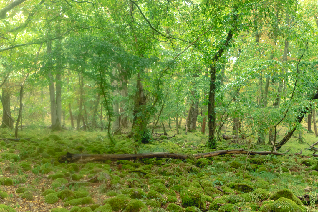 Underbar natur i Stenshuvud nationalpark