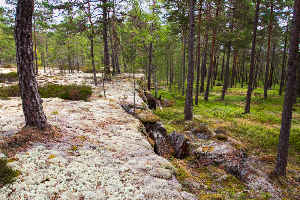 Vitmossa och skog