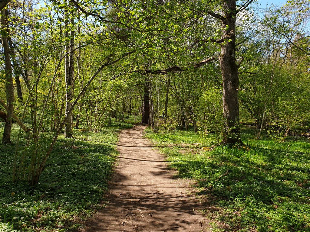 Skog