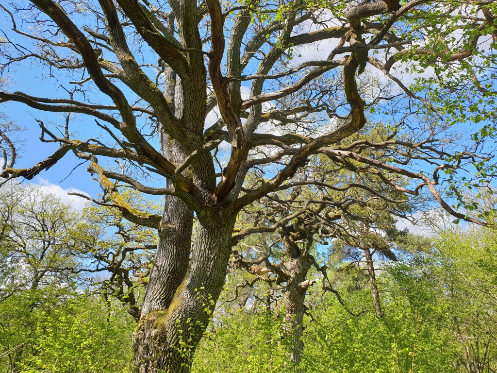 Ekar i Hansta naturreservat