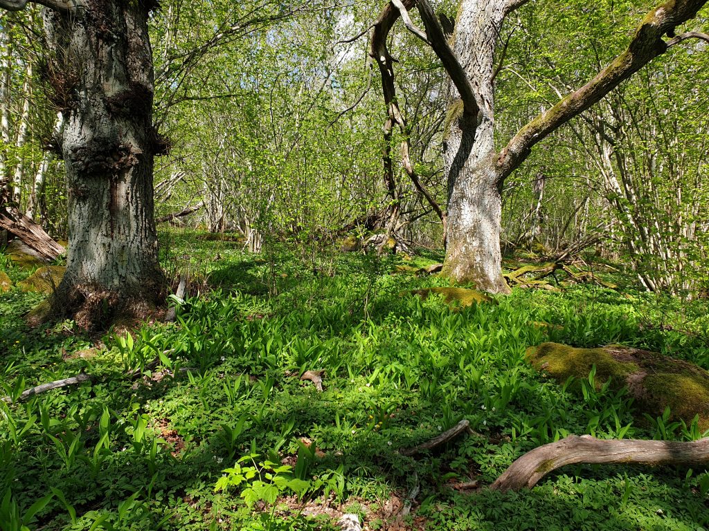 Skogen i Hansta naturreservat med mycket liljekonvaljer