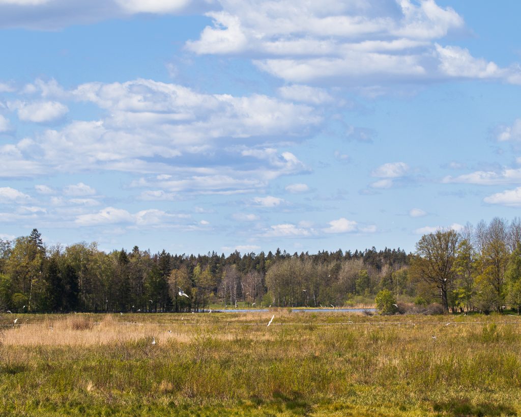 Fåglar cirkulerande över Säbysjön