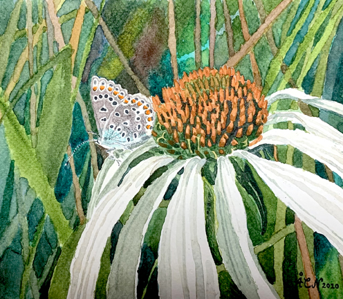 Fjäril på blomma, Brun blåvinge