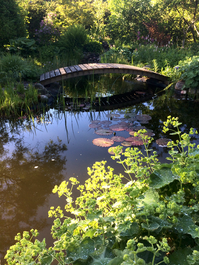 Damm med bro i morgonsol daggkåpans gula blommor.
