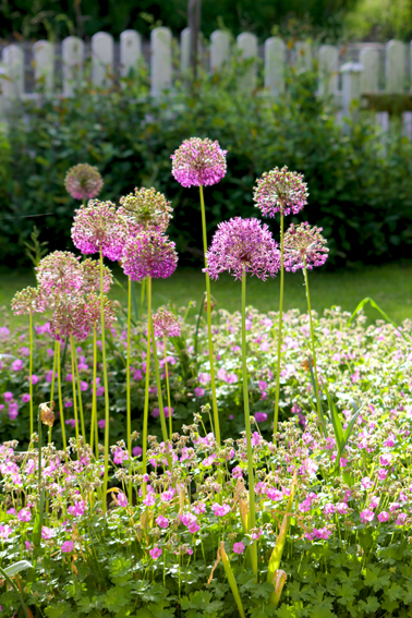 Allium och näva