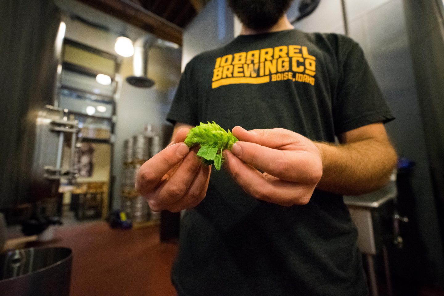 En ølbrygger med en grønn humleblomst i hånda.