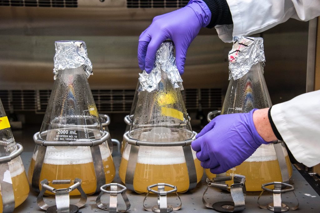 Et laboratorium med tre erlenmeyerkolber med øl og gjær. Vi ser også to hender med plasthansker som analyserer dem.