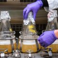 Et laboratorium med tre erlenmeyerkolber med øl og gjær. Vi ser også to hender med plasthansker som analyserer dem.