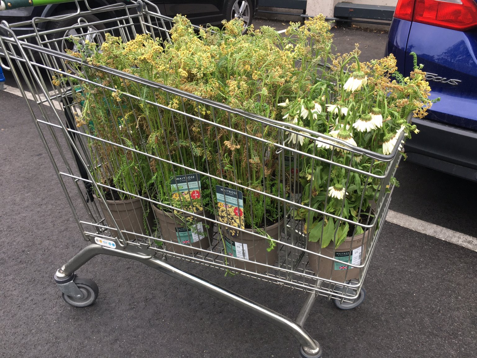 Thank you to our local Waitrose for donating a trolley of perennials