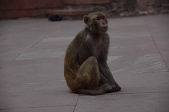 Agra - India - 2018 - Foto: Ole Holbech