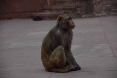 Agra - India - 2018 - Foto: Ole Holbech