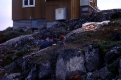 Atammik - Greenland - 1976 - Foto: Ole Holbech