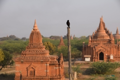 Temple View Hotel Bagan - Bagan - Myanmar - Burma - 2019