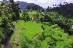 Tenganan - Bali - Indonesia - 1993 - Foto: Ole Holbech