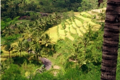 Tenganan - Bali - Indonesia - 1993 - Foto: Ole Holbech