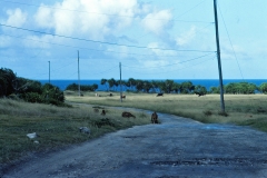 Barbados - 1981 - Foto: Ole Holbech