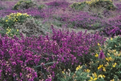 Bretagne - France - 1987 - Foto: OIe  Holbech