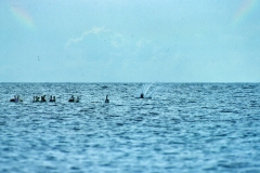 Carriacou - Grenada - Caribbean - 1981 - Foto: Ole Holbech