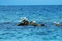 Carriacou - Grenada - Caribbean - 1981 - Foto: Ole Holbech