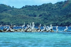 Carriacou - Grenada - Caribbean - 1981 - Foto: Ole Holbech