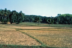 Colombo Kandy Railway - Sri Lanka - 1983 - Foto: Ole Holbech