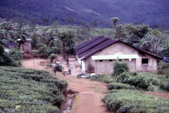 Danida Project - Kandy - Sri Lanka - 1987 - Foto: Ole Holbech