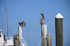 Daytona Beach - Florida - USA - 2016 - Foto: Ole Holbech