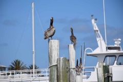 Daytona Beach - Florida - USA - 2016 - Foto: Ole Holbech