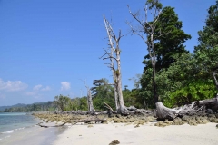 Elefant Beach - Havelock Island - India - 2018 - Foto: Ole Holbech